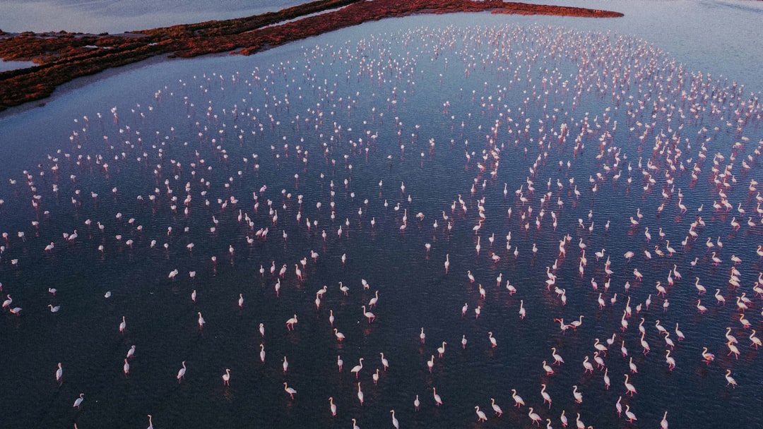 We Watched Flamingos Return to San Pedro del Pinatar's Salt Flats