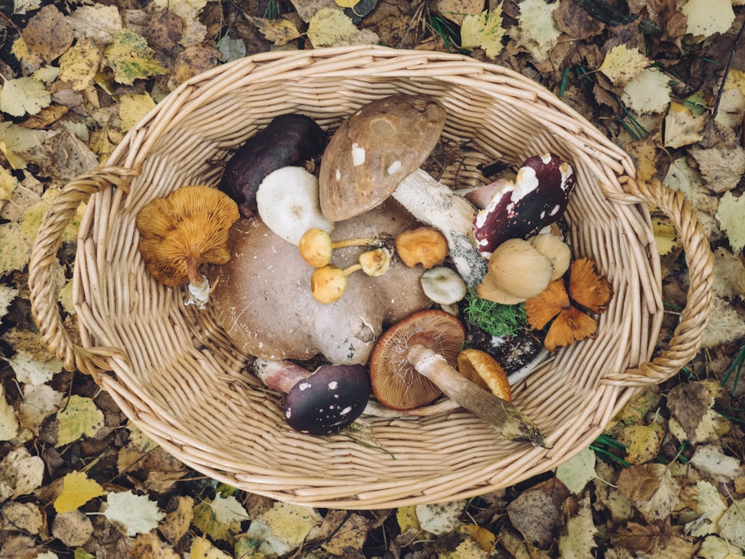 We Foraged Wild Mushrooms in Sierra Espuña This September
