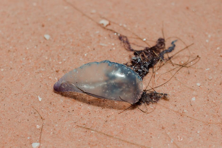 Jellyfish Season on the Mar Menor: A Family Safety Guide