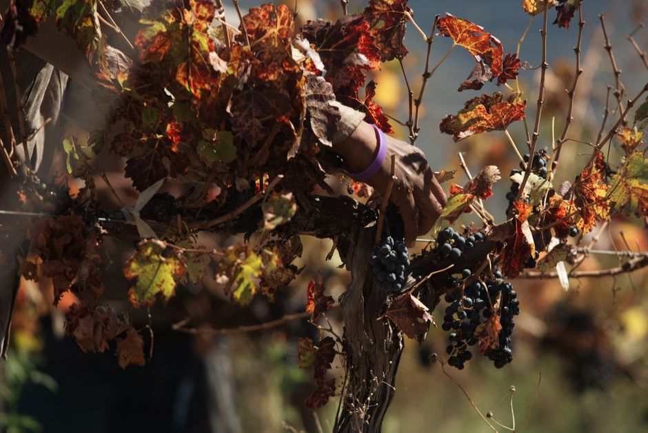 We Joined the September Grape Harvest at a Jumilla Bodega